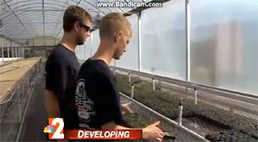 "Growing Marijuana" - видео урок (репортаж NBC)